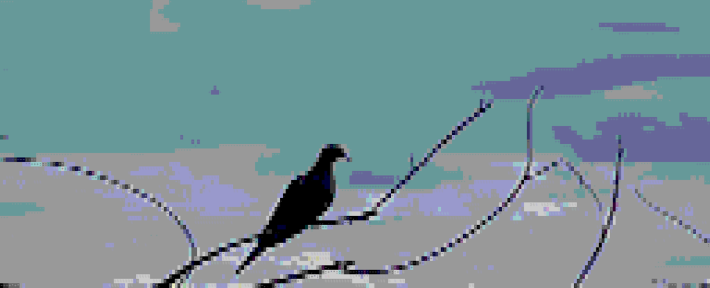 dove